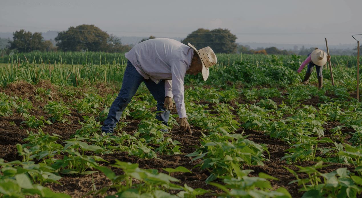 Imagen de agricultura rural